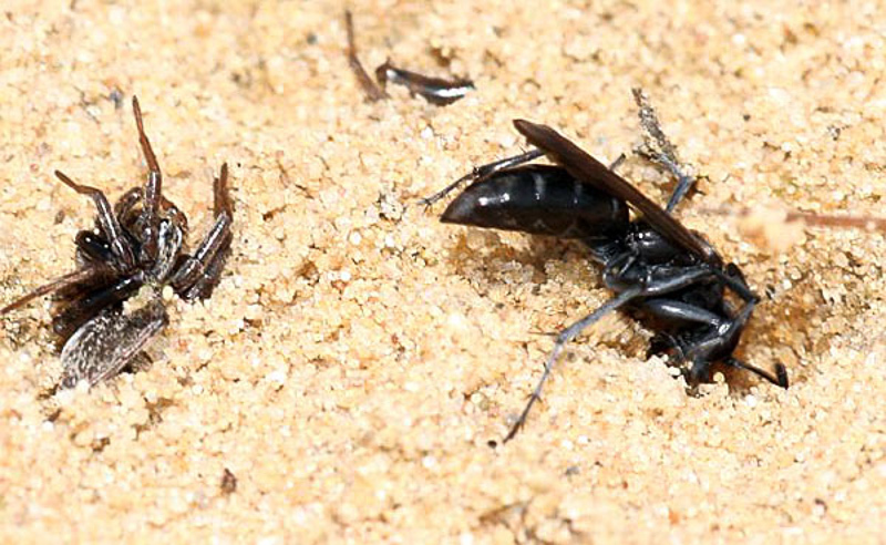 Aculeate Wasps : (Pompilidae) Pompilus cinereus