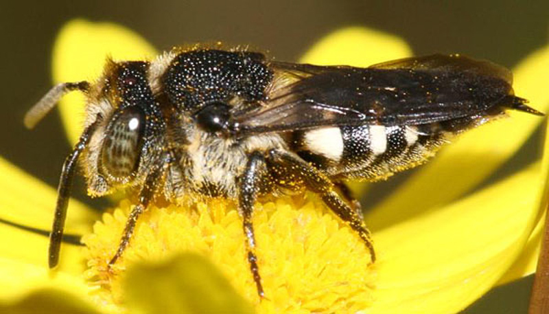 Bees : (Megachilidae) Coelioxys mandibularis