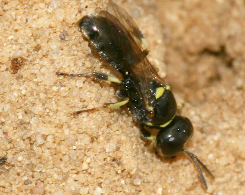 Aculeate Wasps : (Crabronidae) Crossocerus wesmaeli