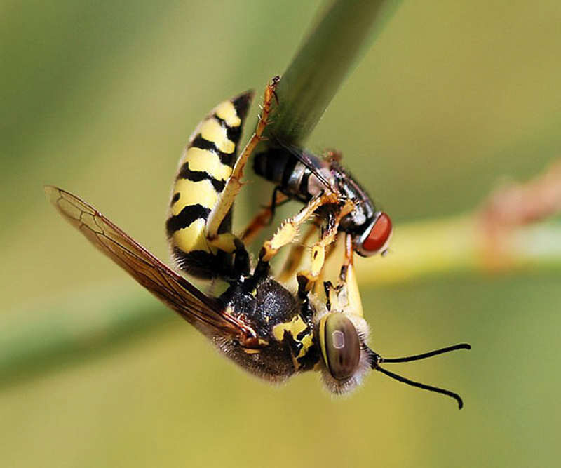 Aculeate Wasps : (Crabronidae) Bembix oculata