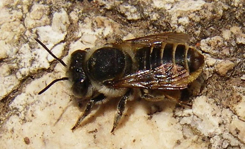 Bees : (Megachilidae) Megachile pilidens