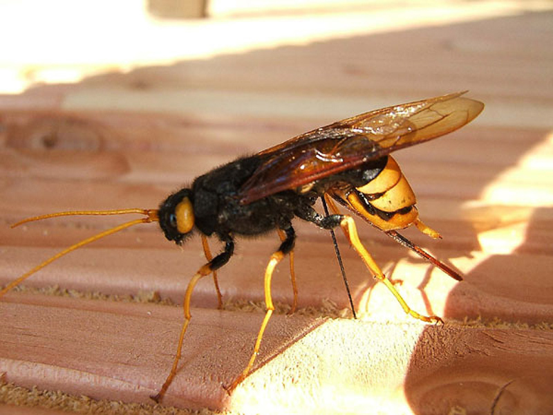 Sawflies and horntails : (Siricidae) Urocerus gigas