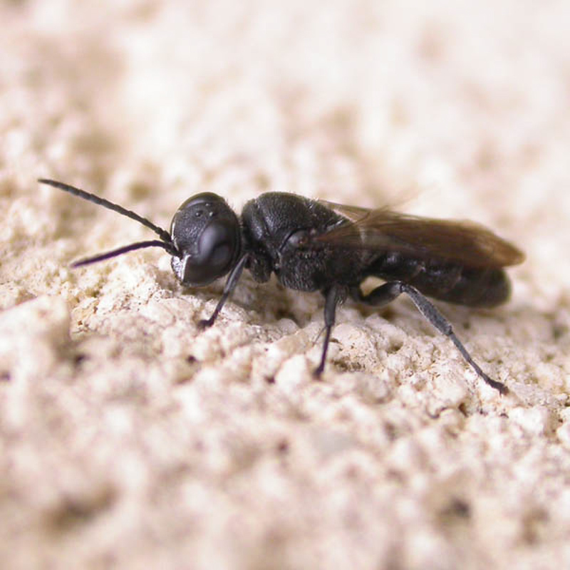 Aculeate Wasps : (Crabronidae) Pison atrum