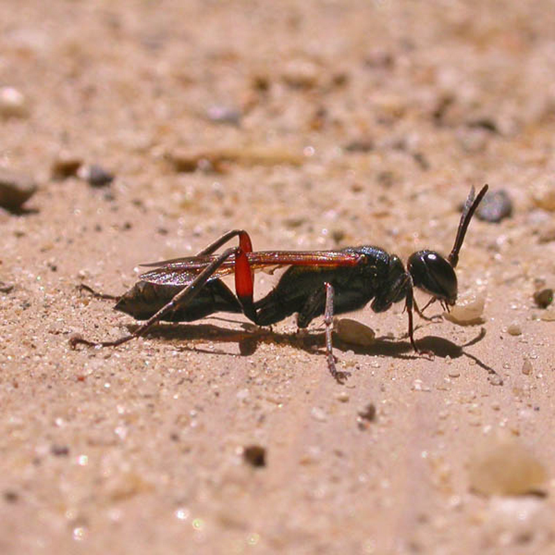 Aculeate Wasps : (Sphecidae) Chalybion femoratum