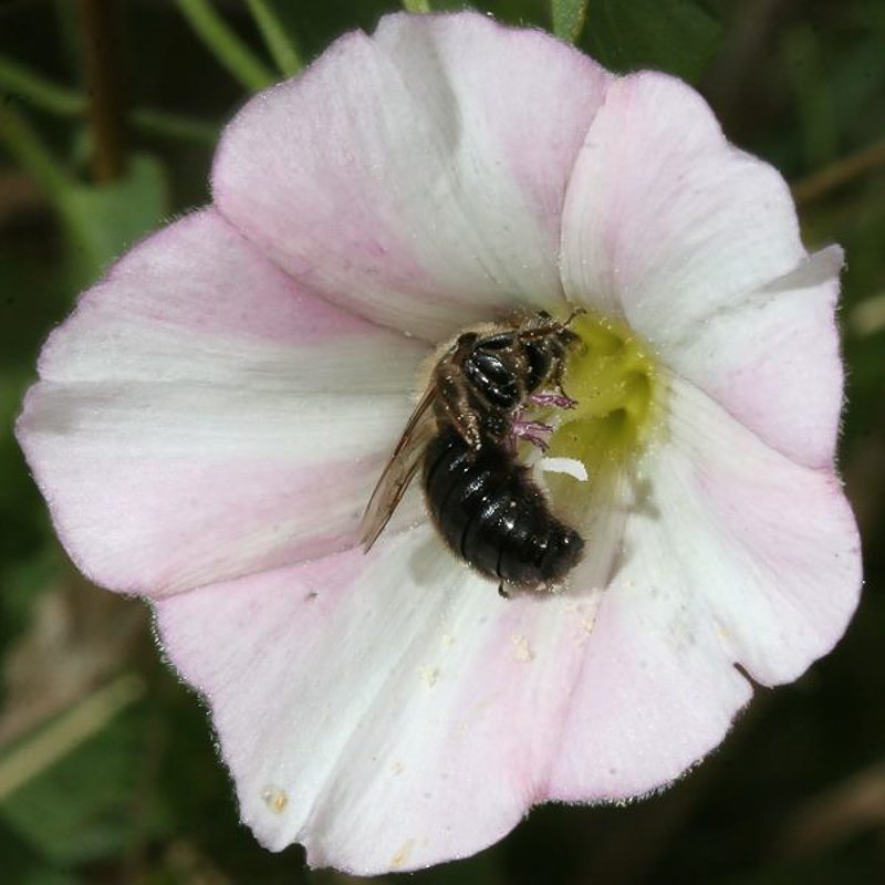 Bees : (Halictidae) Systropha curvicornis