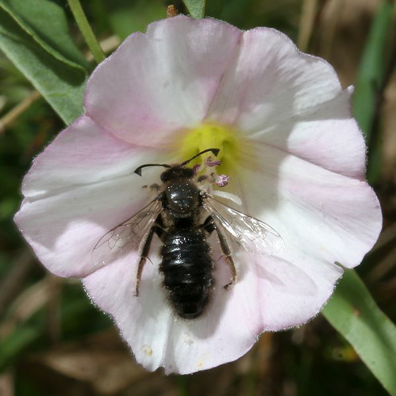 Bees : (Halictidae) Systropha curvicornis