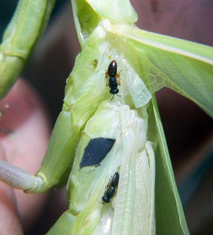 Other parasitoids : (Platygastridae) Mantibaria seefelderiana