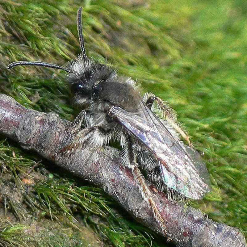 Bees : (Andrenidae) Andrena clarkella