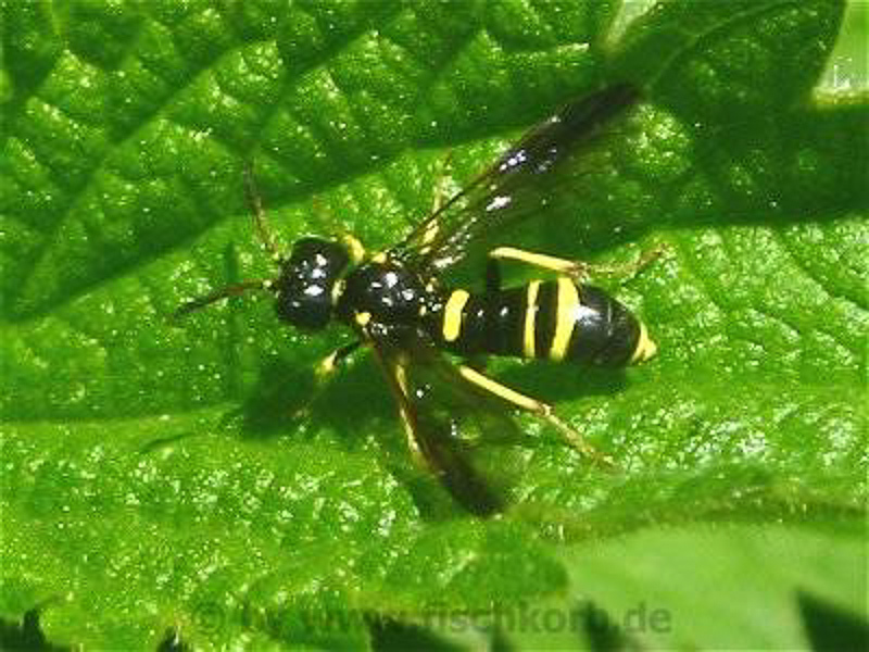 Sawflies and horntails : (Tenthredinidae) Allantus viennensis