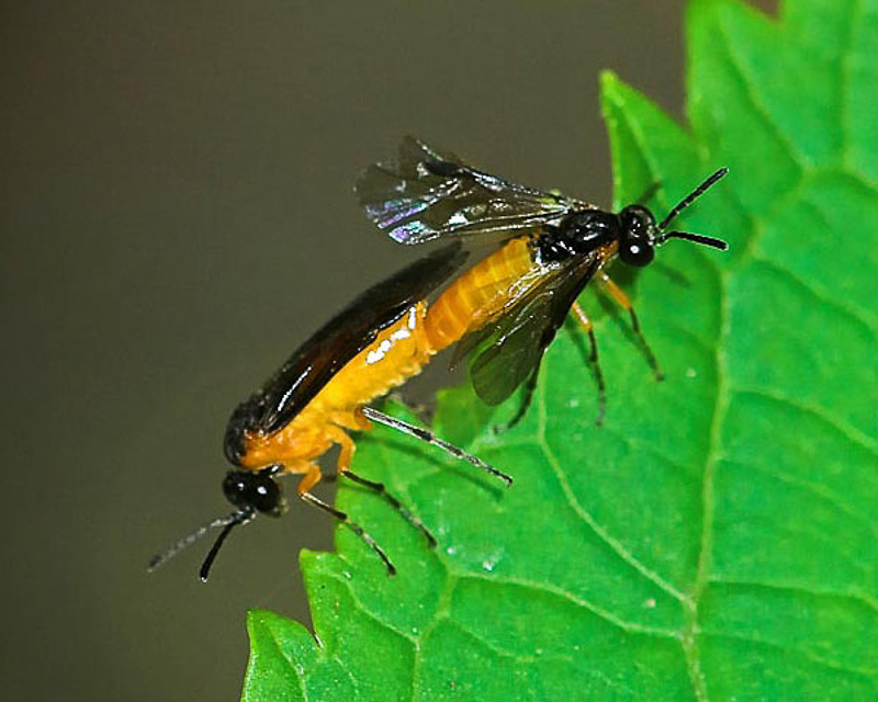 Sawflies and horntails : (Tenthredinidae) Athalia lugens