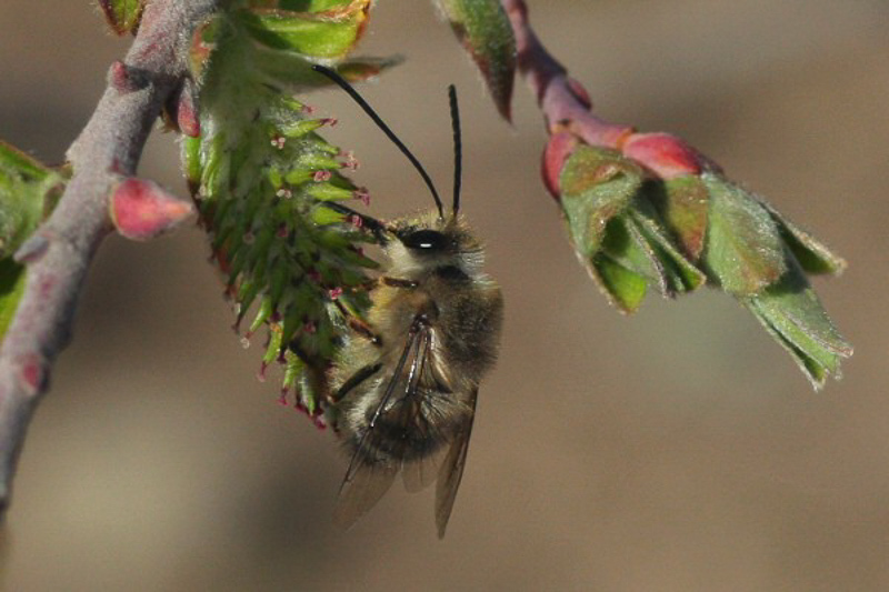 Bees : (Apidae) Eucera gracilipes