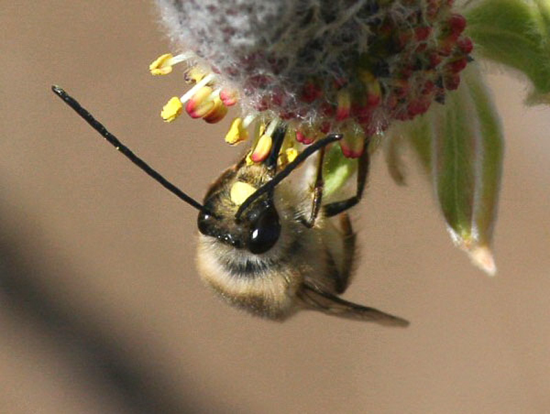 Bees : (Apidae) Eucera gracilipes