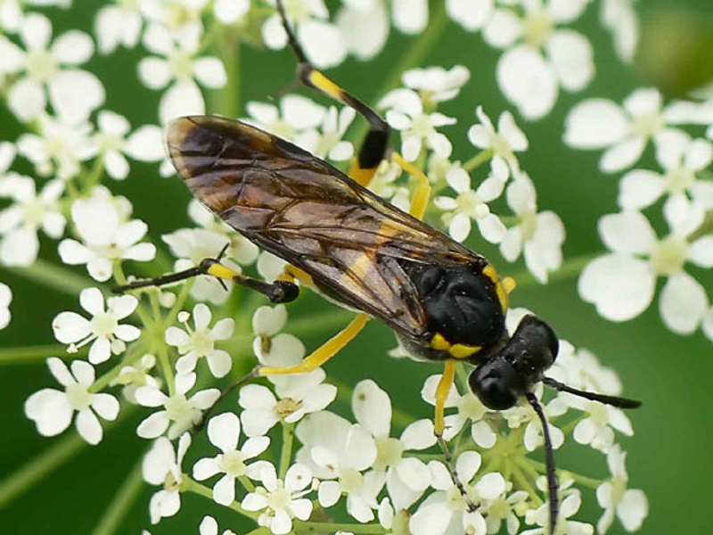 Sawflies and horntails : (Tenthredinidae) Macrophya montana