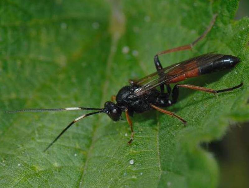 Ichneumonid and braconid wasps : (Ichneumonidae) Stenichneumon culpator