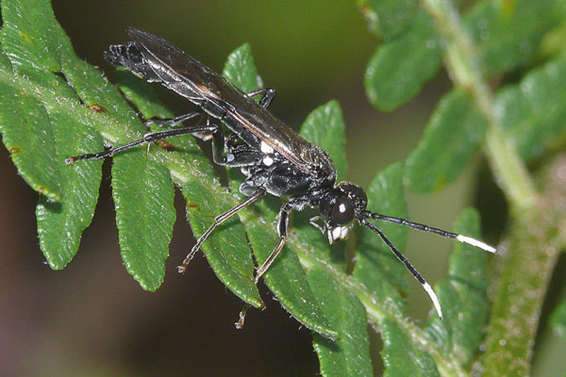 Sawflies and horntails : (Tenthredinidae) Tenthredo livida