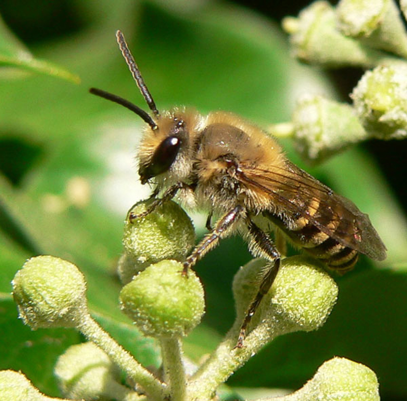 Bees : (Colletidae) Colletes hederae