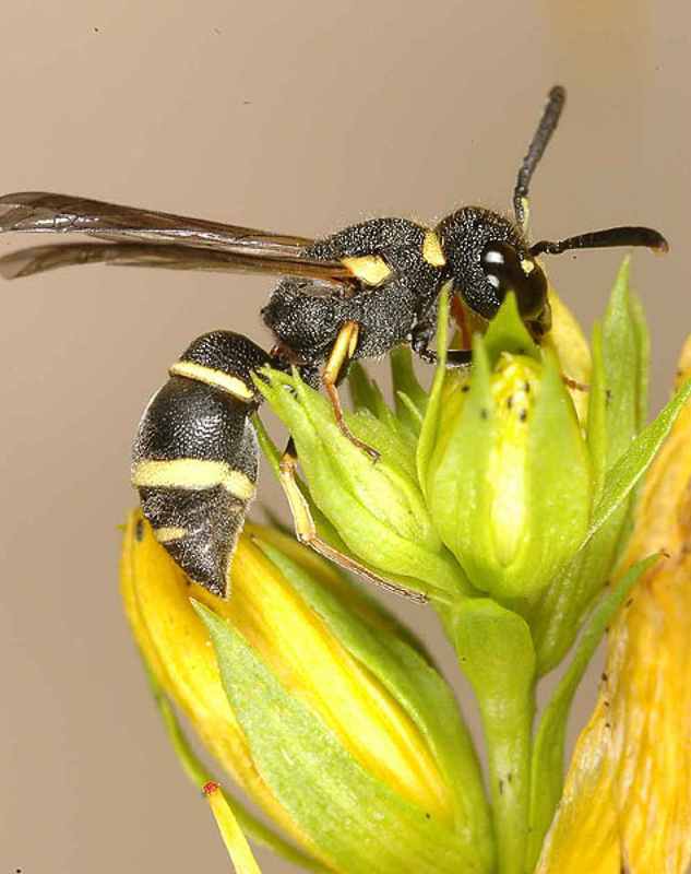 Aculeate Wasps : (Vespidae) Alastor atropos