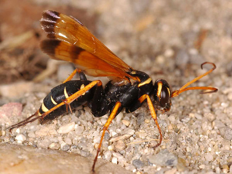 Aculeate Wasps : (Pompilidae) Batozonellus lacerticida