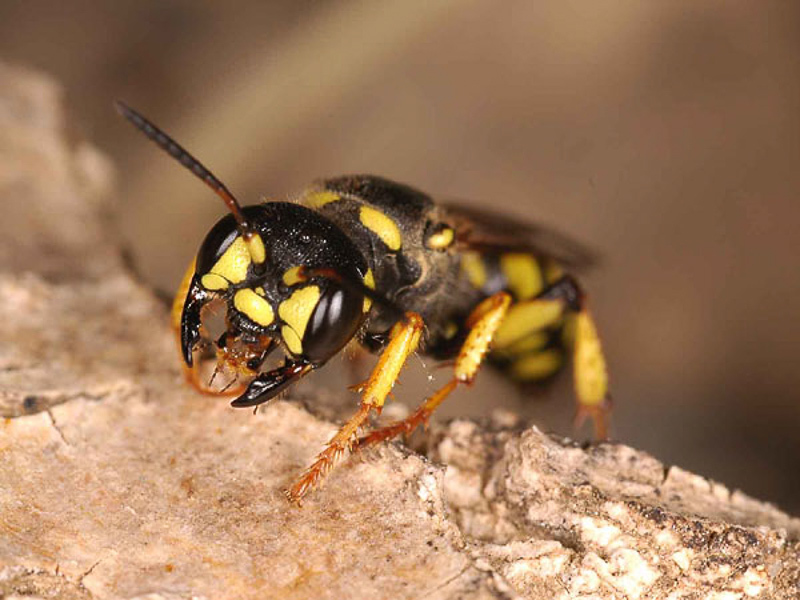 Aculeate Wasps : (Crabronidae) Cerceris arenaria