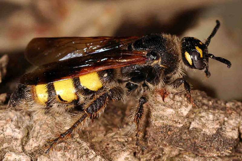 Aculeate Wasps : (Scoliidae) Colpa sexmaculata
