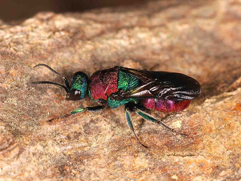 Aculeate Wasps : (Chrysididae) Hedychrum nobile