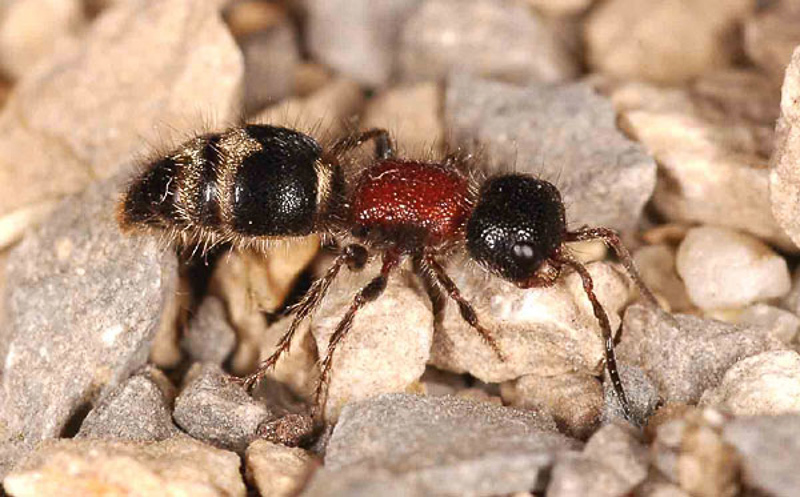 Aculeate Wasps : (Mutillidae) Myrmilla calva