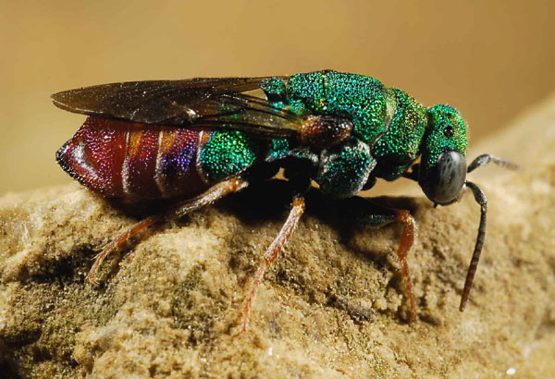 Aculeate Wasps : (Chrysididae) Parnopes grandior