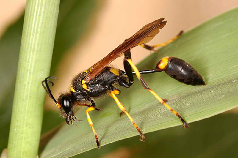 Aculeate Wasps : (Sphecidae) Sceliphron caementarium