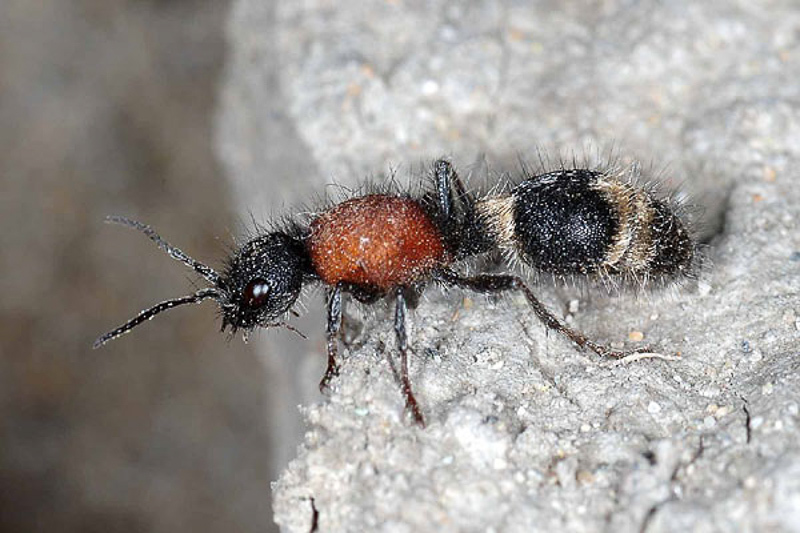 Aculeate Wasps : (Mutillidae) Stenomutilla argentata