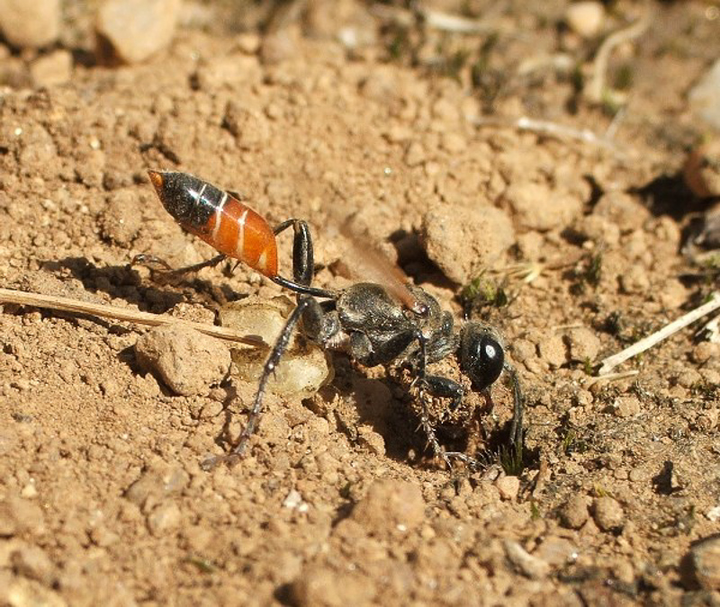 Aculeate Wasps : (Sphecidae) Prionyx kirbii