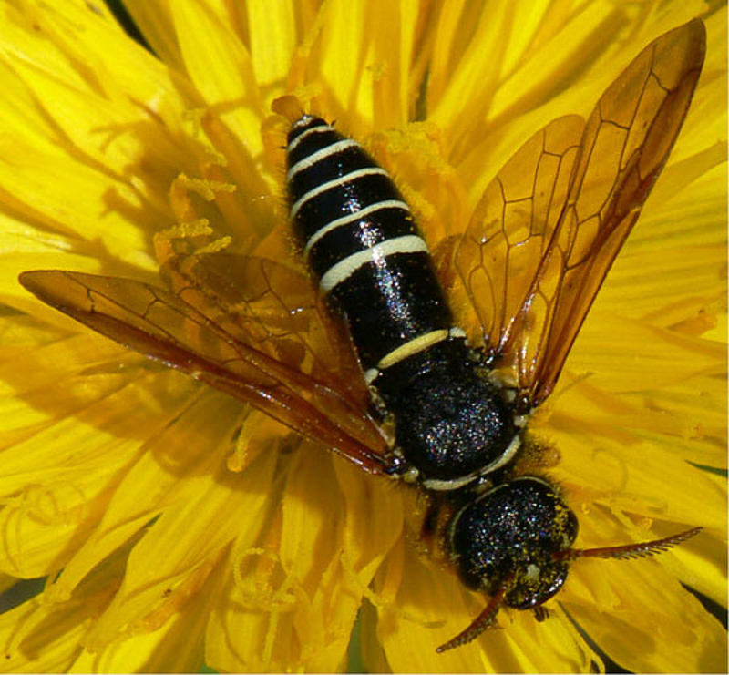 Sawflies and horntails : (Megalodontesidae) Megalodontes cephalotes