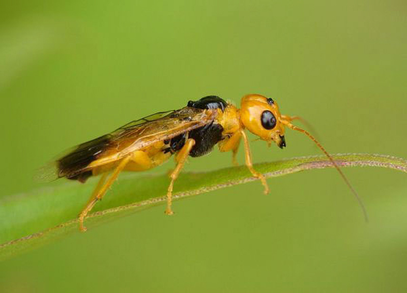 Sawflies and horntails : (Pamphiliidae) Pamphilius betulae