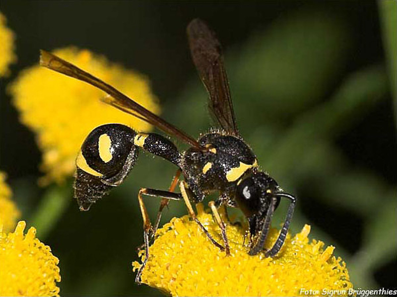 Aculeate Wasps : (Vespidae) Eumenes coronatus