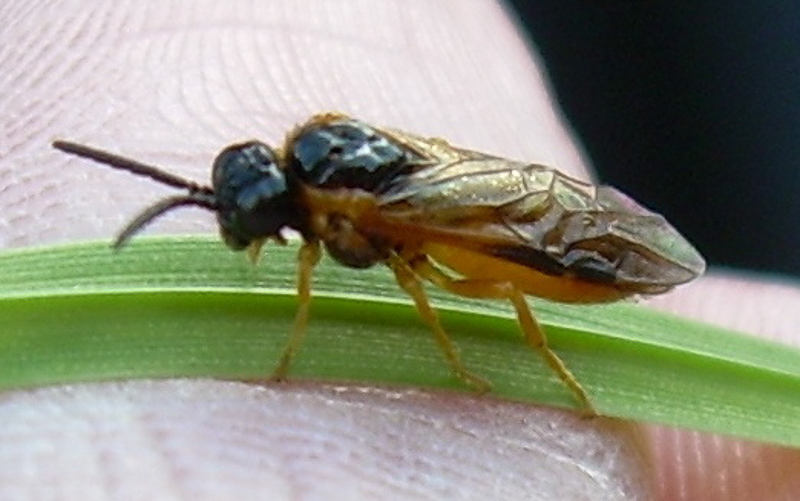 Sawflies and horntails : (Tenthredinidae) Selandria serva