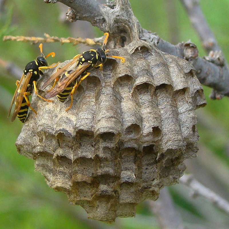 Aculeate Wasps : (Vespidae) Polistes gallicus