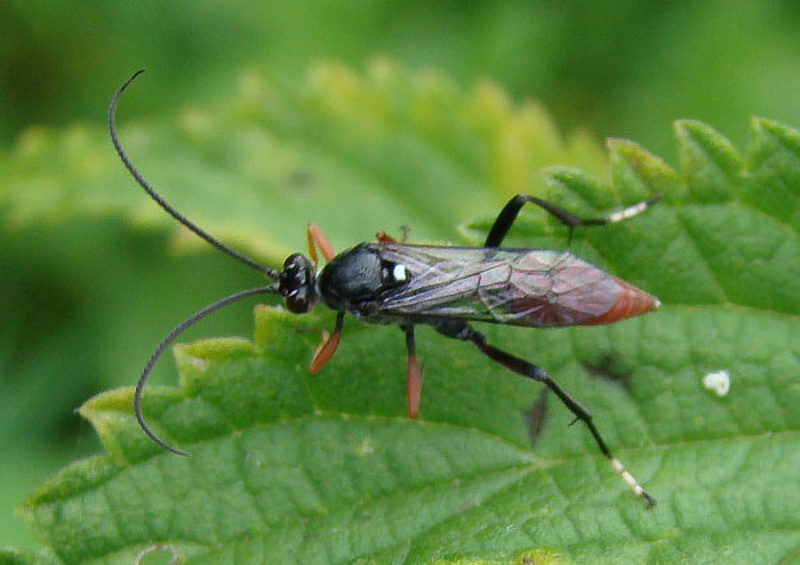 Ichneumonid and braconid wasps : (Ichneumonidae) Pseudoplatylabus violentus