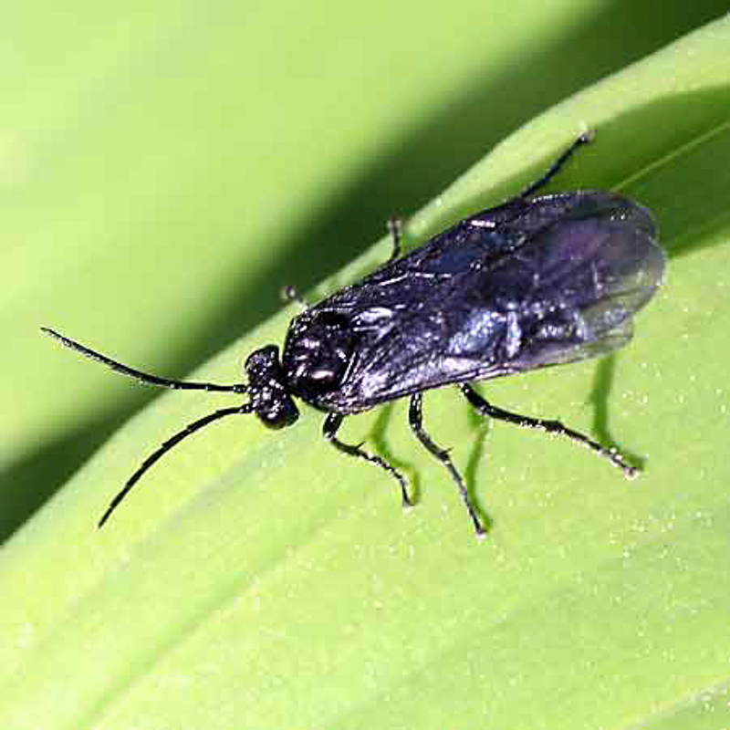 Sawflies and horntails : (Tenthredinidae) Phymatocera aterrima