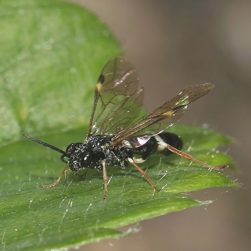 Sawflies and horntails : (Tenthredinidae) Allantus cinctus
