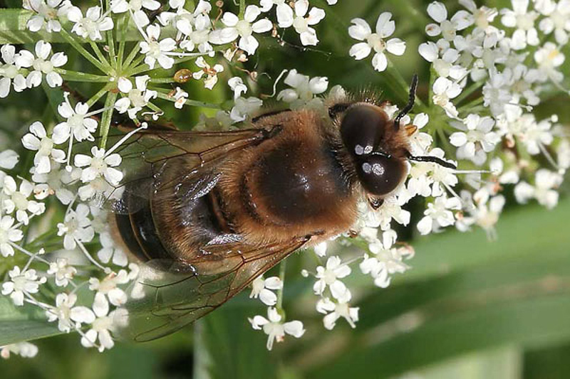 Bees : (Apidae) Apis mellifera