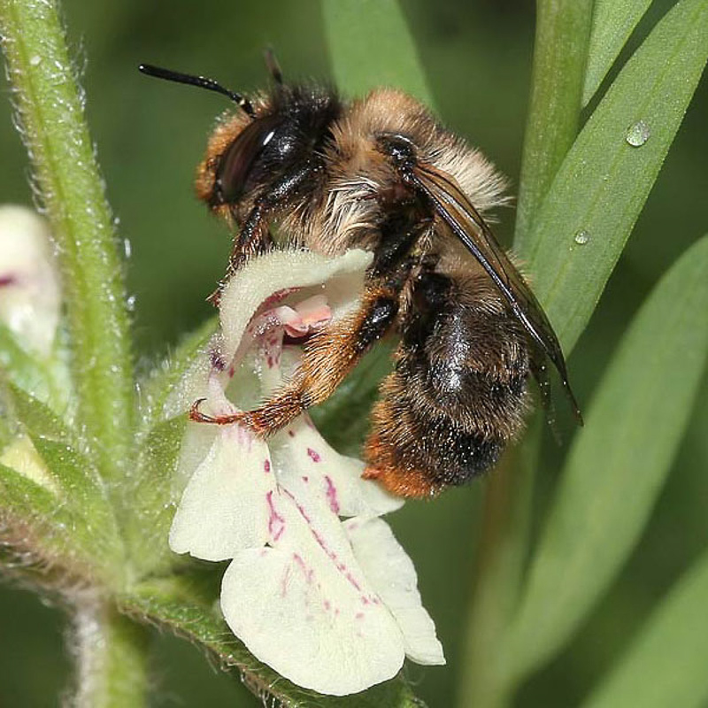 Bees : (Apidae) Anthophora furcata