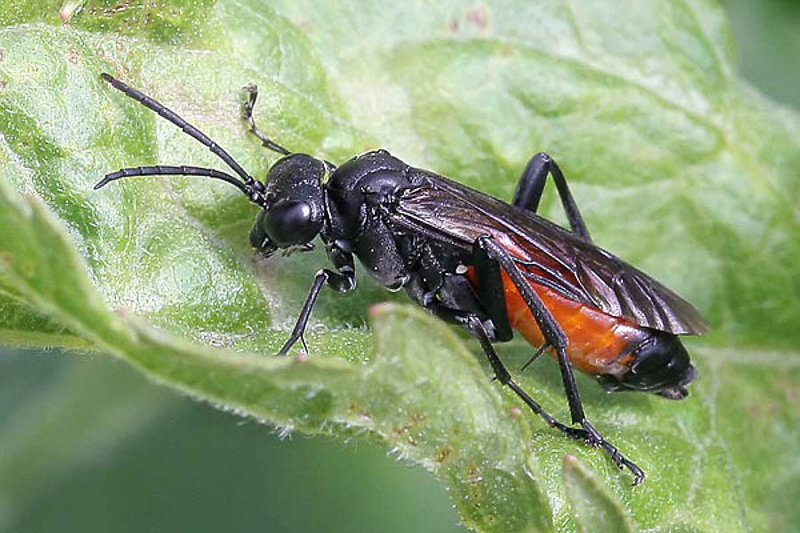 Sawflies and horntails : (Tenthredinidae) Macrophya annulata