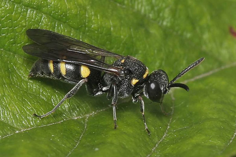 Aculeate Wasps : (Crabronidae) Nysson trimaculatus