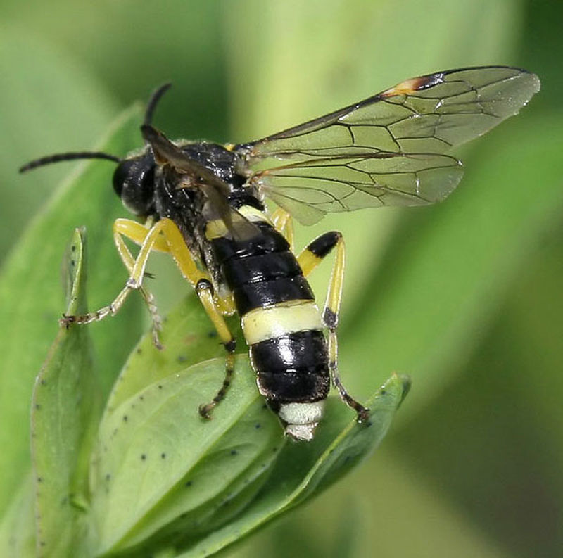Sawflies and horntails : (Tenthredinidae) Tenthredo zonula