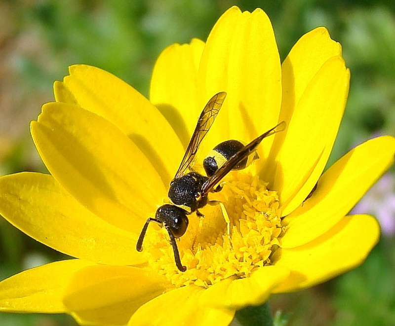 Aculeate Wasps : (Vespidae) Ancistrocerus biphaleratus