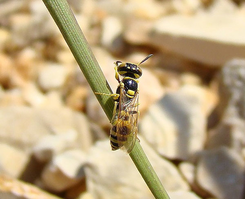 Aculeate Wasps : (Crabronidae) Philanthus pulchellus