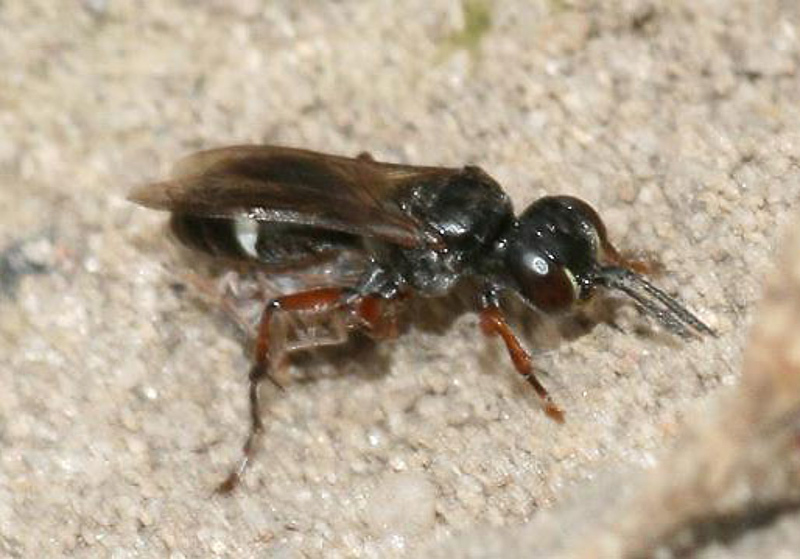 Aculeate Wasps : (Crabronidae) Harpactus lunatus