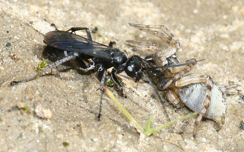Aculeate Wasps : (Pompilidae) Pompilus cinereus