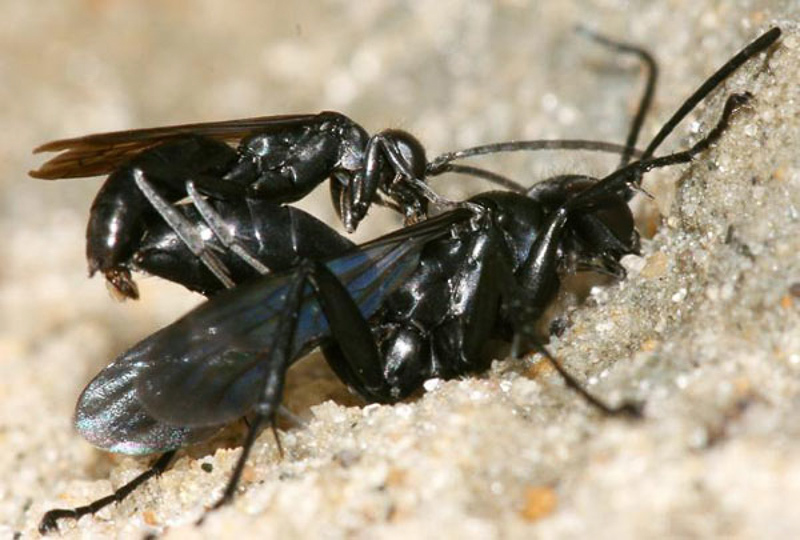 Aculeate Wasps : (Pompilidae) Anoplius nigerrimus