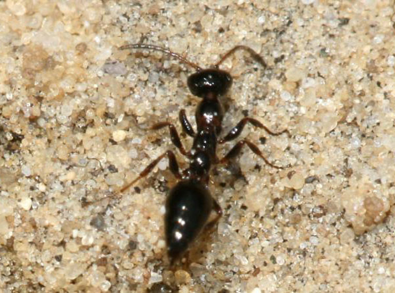 Aculeate Wasps : (Tiphiidae) Methocha ichneumonides