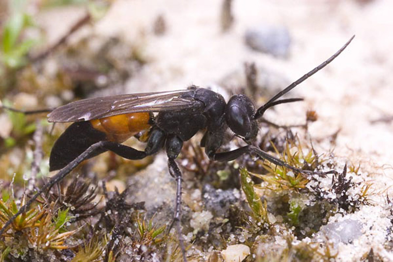 Aculeate Wasps : (Pompilidae) Arachnospila rufa